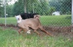 dogs