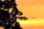 8558482-birds-flying-in-the-sky-gold-at-sunset