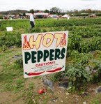 Barton Farms2012 095