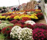 Barton Farms2012blog